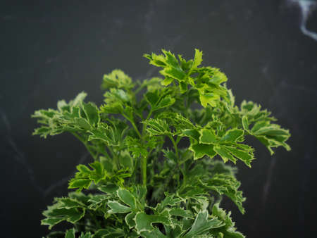 Photo of Small Shrub Polyscias The trunk is about 1-3 meters tall, the trunk has a green or brown bark. The stem is a small joint. The peel is smooth or has small spots. dotted all over the treeの写真素材