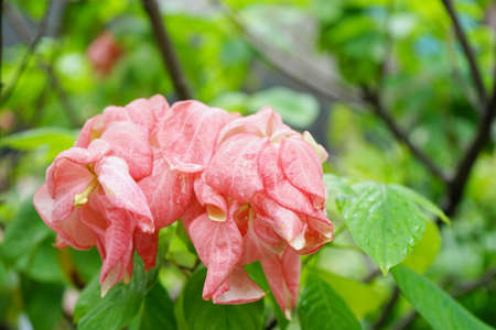 Mussaenda Queen Sirikit, Peach Mussaenda is a tropical plant for gardening and landscaping design.の写真素材