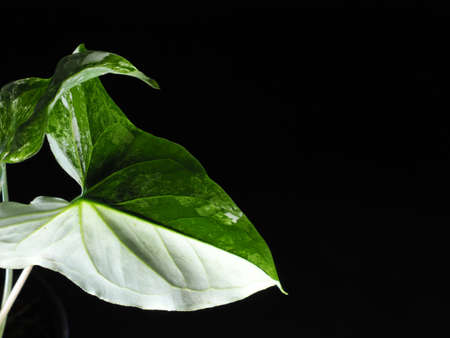 Syngonium podophyllum on a white background.の写真素材