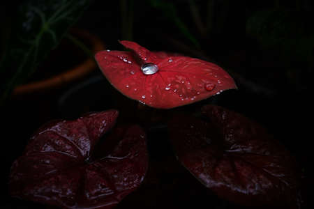 Photo of Caladium bicolor with red leaves.の写真素材