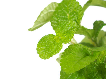 Close-up photo of Mentha Mint