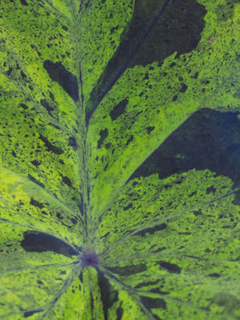 colocasia mojito on white background