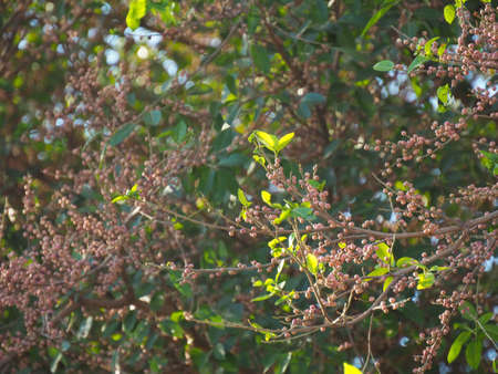Photo of the fruit of the banyan tree