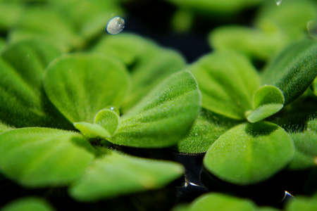 photo of water lettuce on the water surface