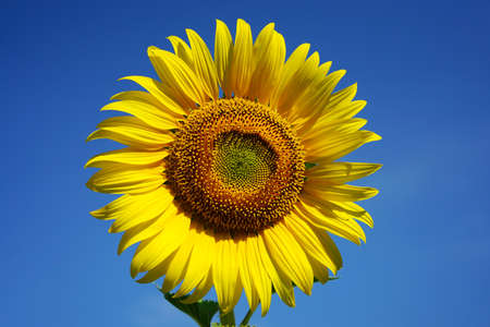 Photo of sunflowers in the morning in the sunflower fieldの写真素材