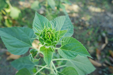 Photo of sunflowers in the morning in the sunflower fieldの写真素材