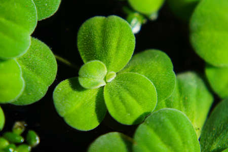 photo of water lettuce on the water surface