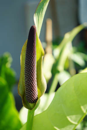 Close-up photo of Anthurium 'Renaissance' flowersの写真素材