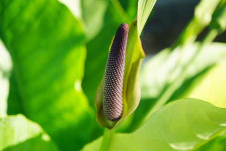 Close-up photo of Anthurium 'Renaissance' flowersの写真素材