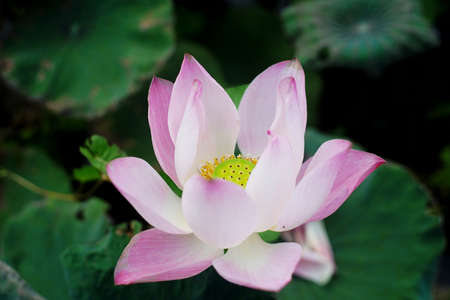 photo of lotus flowers in the pondの写真素材