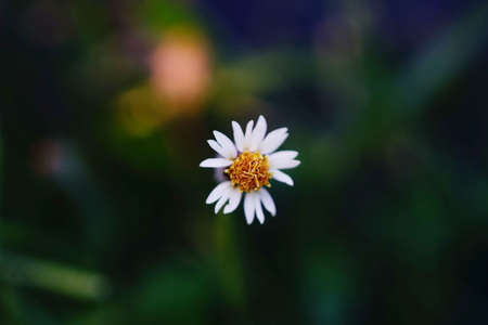 Flowers on a roadside in Asiaの写真素材