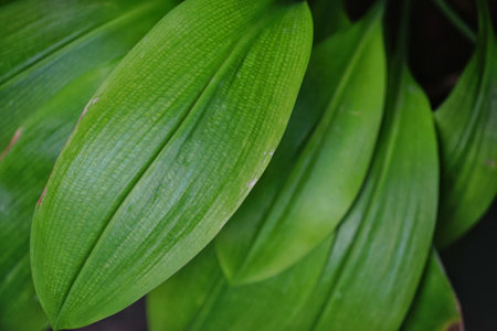 green leaf wallpaper for background