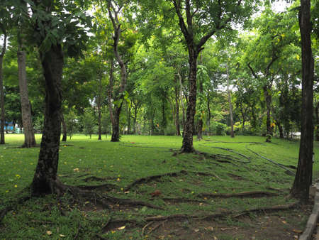 The tree in the park