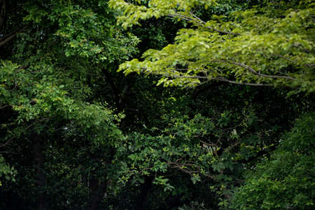background on the tree use on background