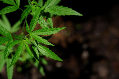 Photos of marijuana for medicinal purposes or others