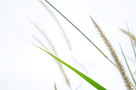 photo of grass flowers ( natal grass, natal redtop, ruby grass) outdoorsの写真素材