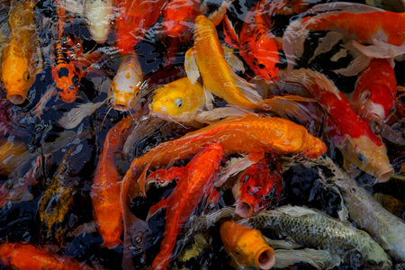 picture of koi fish in the water