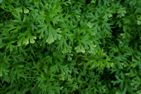 Photo of leaves for background
