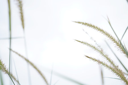 photo of grass flowers ( natal grass, natal redtop, ruby grass) outdoorsの写真素材