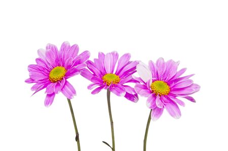 chamomile flowers isolated on whiteの写真素材