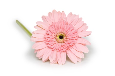 Pink  gerbera flower. Isolated on whiteの写真素材
