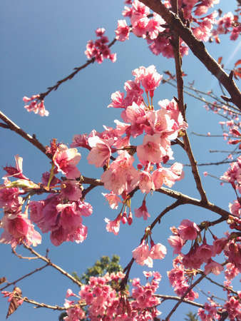 Pink blossom flowersの素材