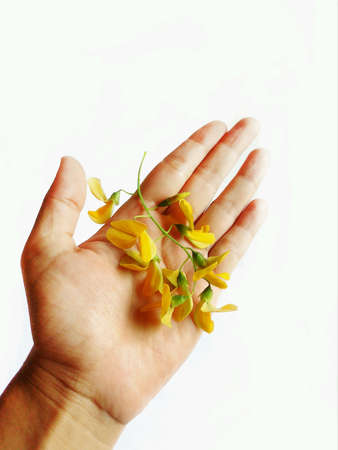 Sesbania flowerの素材