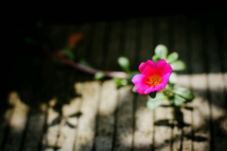 Little hogweed flowerの素材