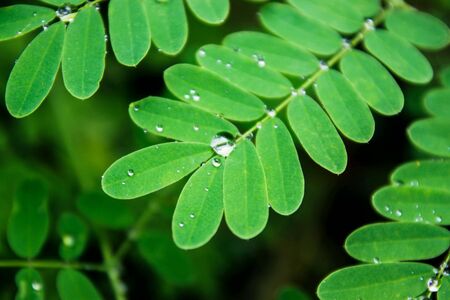 Water drop on the leavesの素材