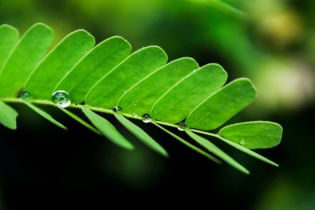 Water drop on the leaves