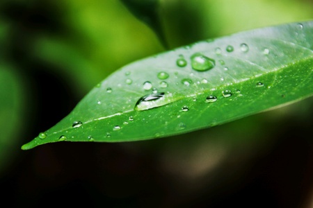 Water drop on the leavesの素材