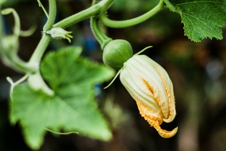Pumpkin flowerの素材