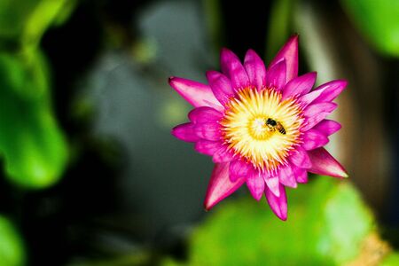 Lotus flowerの素材