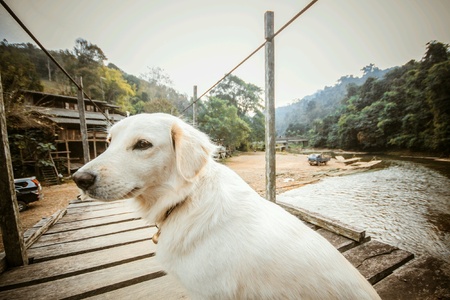 A curious dog の素材