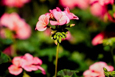 Pink flowers