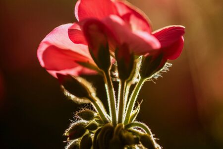 Red flowersの素材