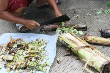 Vegetables for organic fertilizer, bio gardeningの写真素材