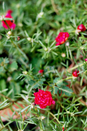 Portulaca oleracea flowers in natureの写真素材