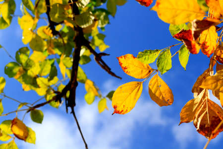 leaves on a tree against the blue sky