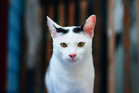 Cute black and white cat.の写真素材