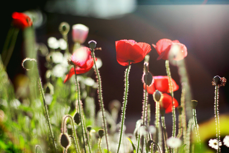 Wild flowers poppiesの写真素材