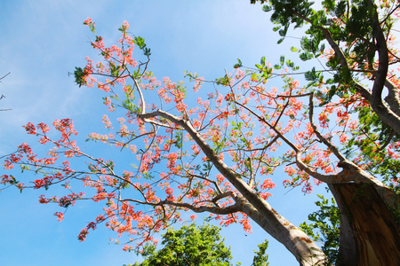 The Flame Tree or Royal Poinciana with red flower on blue skyの写真素材