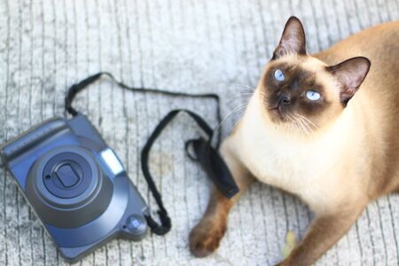 portrait of the siamese cat with cameraの写真素材