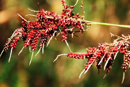 Close up russelia equisetiformis or firecracker plant flower