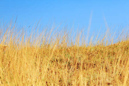 Dry grass on a background skyの写真素材