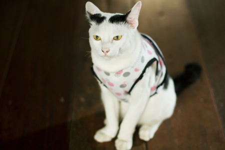 white catの写真素材