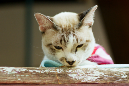 Portrait of a grey striped catの写真素材