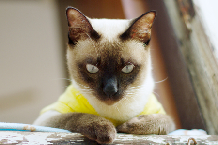 The beautiful brown cat, Siameseの写真素材