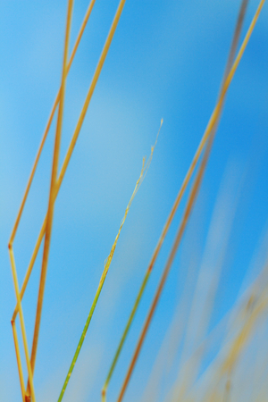 grass in wind on blue sky backgroundの写真素材