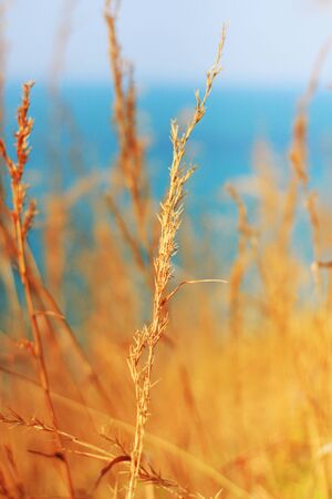 grass in wind on blue sky backgroundの写真素材